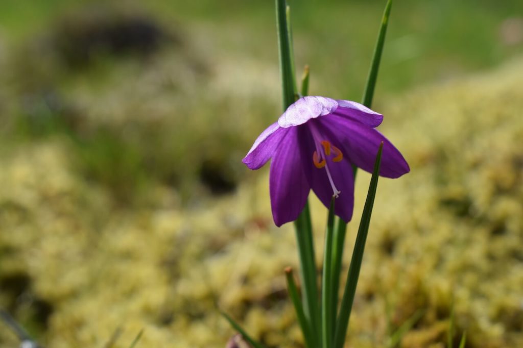 wildflowers at Catherine creek