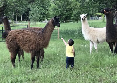 llama trek farm tour