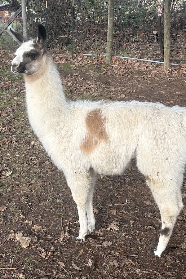 river rafting guides of oregon and washington