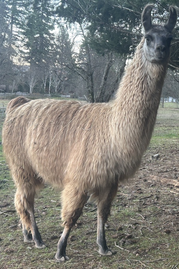 llama icon rafting whitewater guide