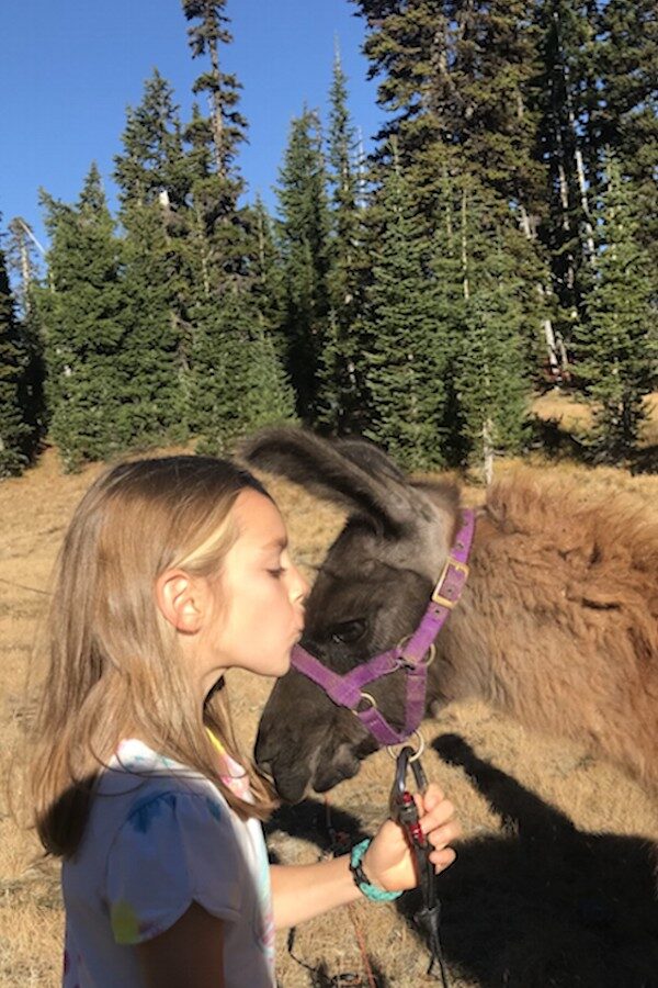 trekking with llamas