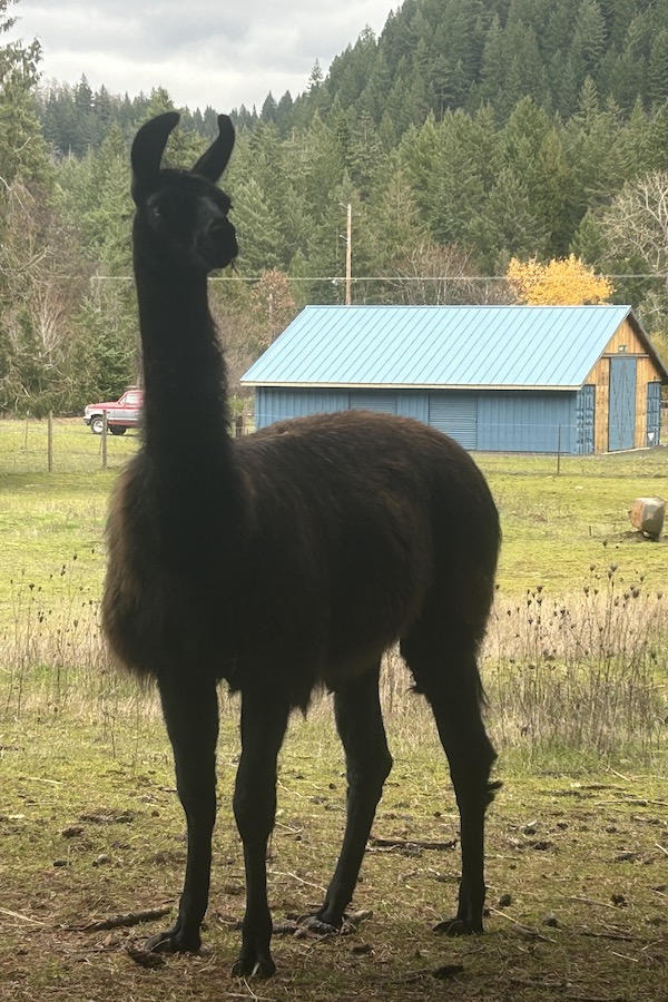 whitewater rafting guide