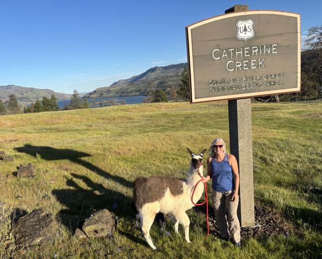 trekking with llamas